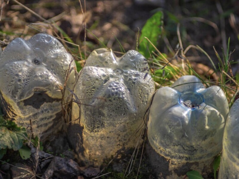 Морква, горох, рукола і ще чотири прості рослини, які можна саджати в лютому просто у ґрунт Морква, горох, рукола і ще чотири прості рослини, які можна саджати в лютому просто у ґрунт