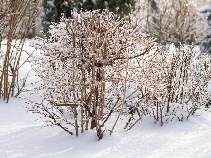 Що зробити на городі в лютому? Сім важливих пунктів Що зробити на городі в лютому? Сім важливих пунктів