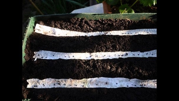 Посів насіння на папір: забутий метод, що економить час та сили дачника