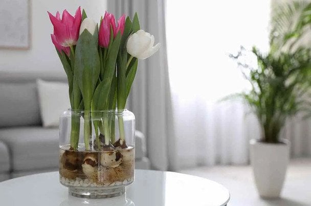 Як виростити тюльпани серед зими у воді: 5 кроків до чудового букету