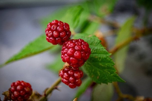 Малина дрібніє щороку: один секрет і ваші ягоди стануть вдвічі більшими Малина дрібніє щороку: один секрет і ваші ягоди стануть вдвічі більшими
