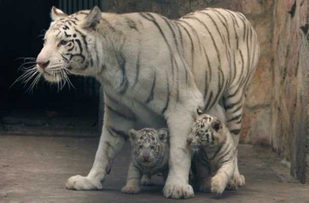 "Прокидається із замерзлим хутром": білий тигр з Харківщини застряг під Києвом і не може переїхати до Британії