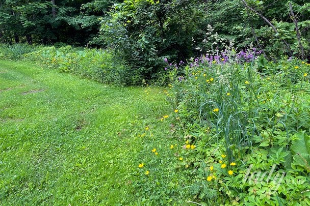 Пара знайшла унікальний скарб під бур’янами: знахідка приголомшила істориків (фото)