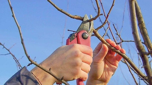 Коли можна обрізати дерева: чи можна це робити вже зараз