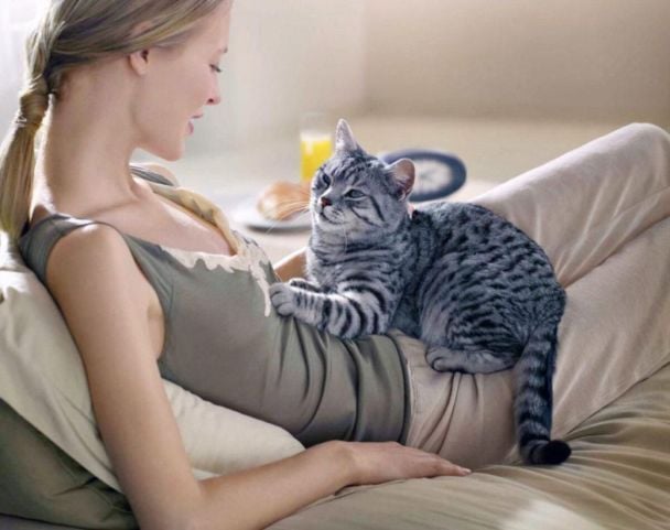 Чому коти розминають господарів лапками: відповідь вчених