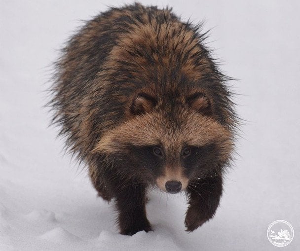 Не дочекався весни: у Чорнобильській зоні помітили незвичну поведінку єнотоподібного собаки