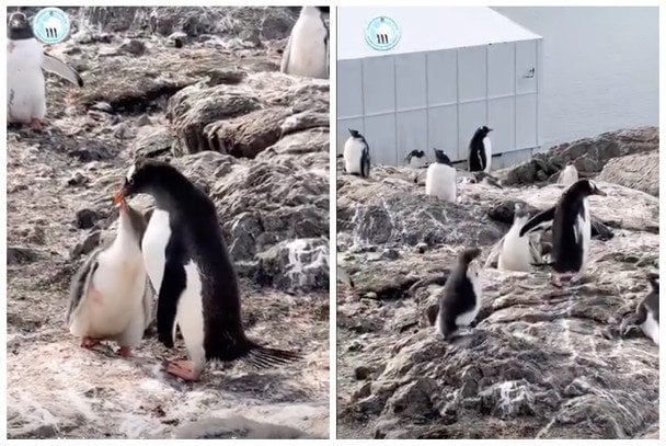 Кумедна втеча пінгвіна: українські науковці зняли на відео обідній ритуал