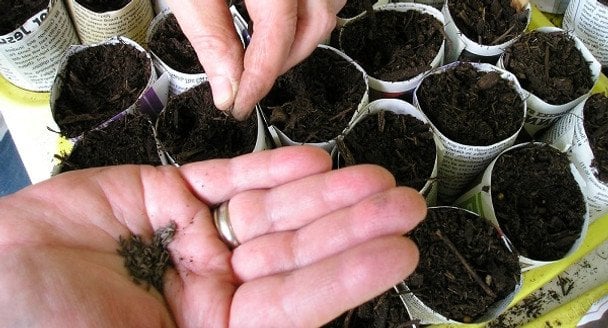 Коли що сіяти на розсаду: збережіть собі детальний календар на 2026 рік