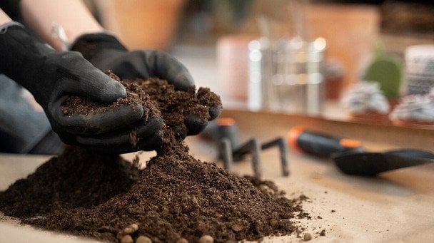 Як покращити покупний ґрунт для розсади: що потрібно додати, і це не перліт