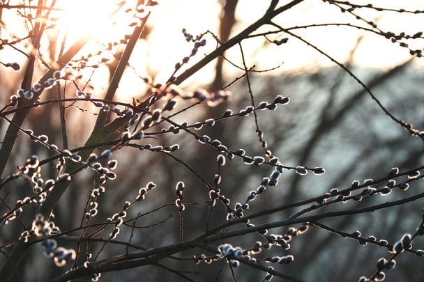 Погода на 21-22 лютого: чи почне плюсова температура витісняти холод Погода на 21-22 лютого: чи почне плюсова температура витісняти холод