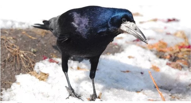 Народні прикмети про погоду: на що звернути увагу у березні