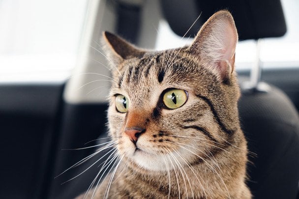 Як зрозуміти, що кіт відчуває біду: головні ознаки небезпеки в домі