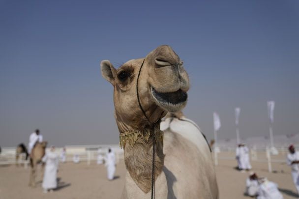 Ворог використовує віслюків та верблюдів для доставлення боєкомплекту на фронт — DeepState