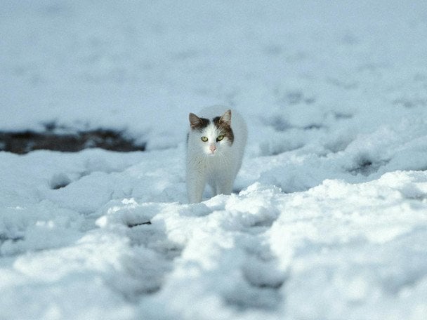 Антициклон відступає: де чекати на сніг, а де на потепління
