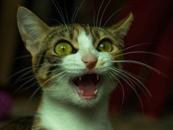 Кіт будить посеред ночі: експерти розповіли, що насправді стоїть за його нявканням