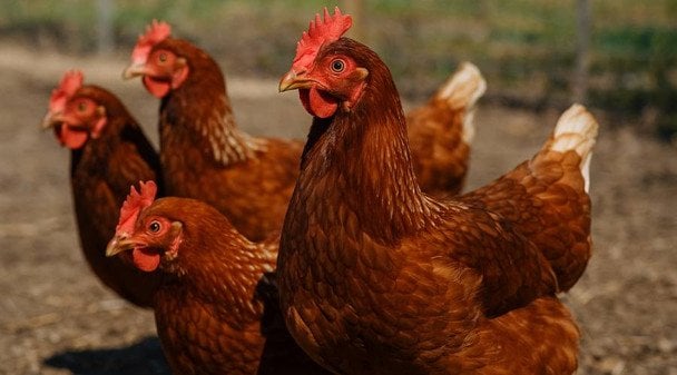 ЦІкаві факти про курей, які вас здивують