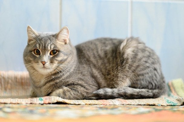 Розкрито секрети котячої мови тіла: що насправді означають їхні пози