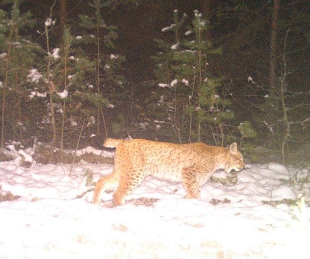 У Чорнобилі помітили "міф Полісся": з'явилися фото