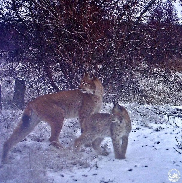 В Україні може бути вдвічі менше рисей, ніж вважалося: зоолог пояснив, як хижаки "обманюють" статистику
