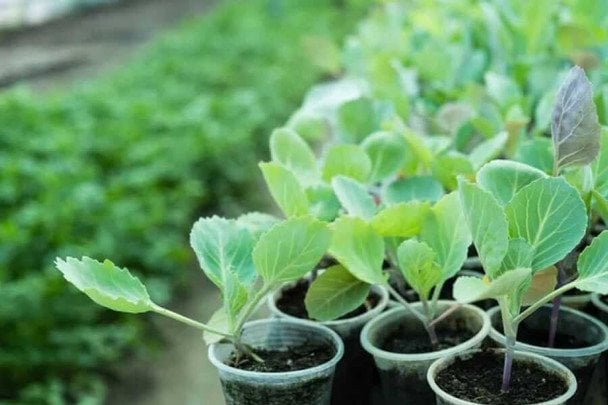 Що посадити біля капусти: рослина, яка замінить хімію, чому їх потрібно висаджувати разом