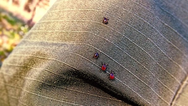 Чи зменшить холодна зима кількість кліщів і комарів: що кажуть науковці