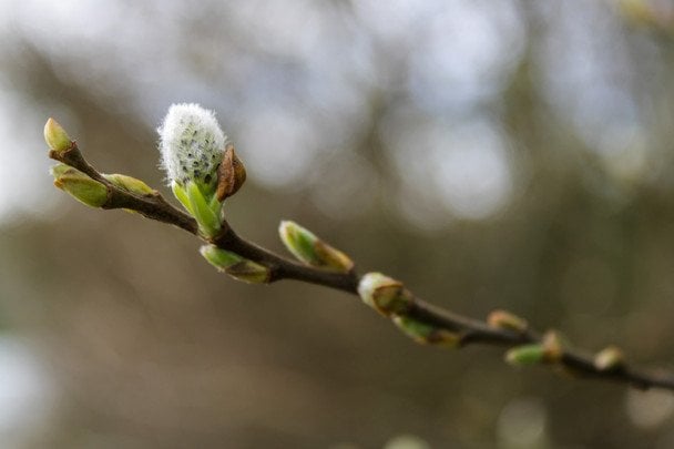 І сонце, і мороз: якою буде погода в Україні 8 березня