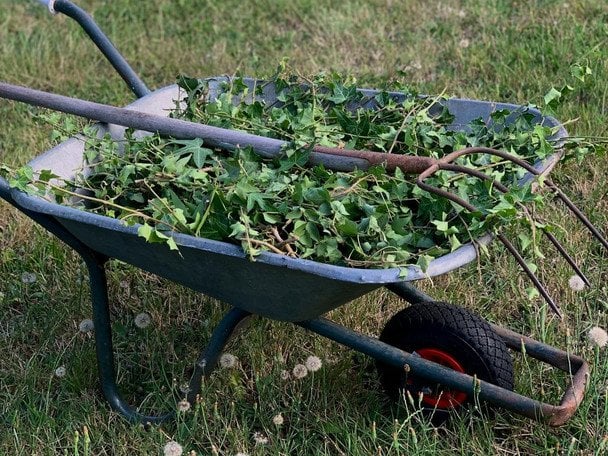 Позбутися бур’янів легко: перевірений спосіб, який використовують лише досвідчені дачники
