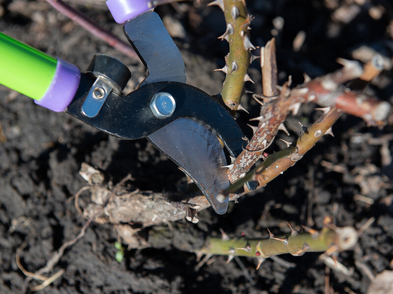Після цього троянди пишно зацвітуть і не хворітимуть. Квітникарка із 15-річним досвідом розкрила секрети