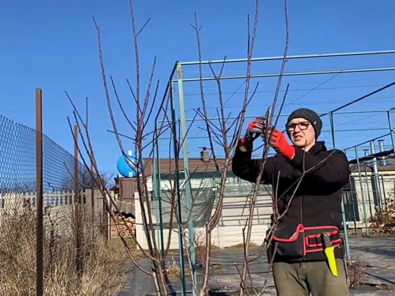 Обріжте ці гілки – і слив буде неміряно. Як за допомогою одного секатора збільшити врожай