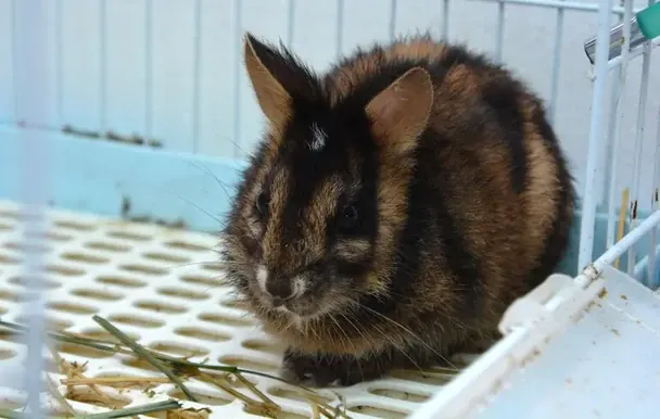 У горах Південно-Східної Азії помітили одного з найрідкісніших звірів світу: унікальні кадри фотопасток У горах Південно-Східної Азії помітили одного з найрідкісніших звірів світу: унікальні кадри фотопасток