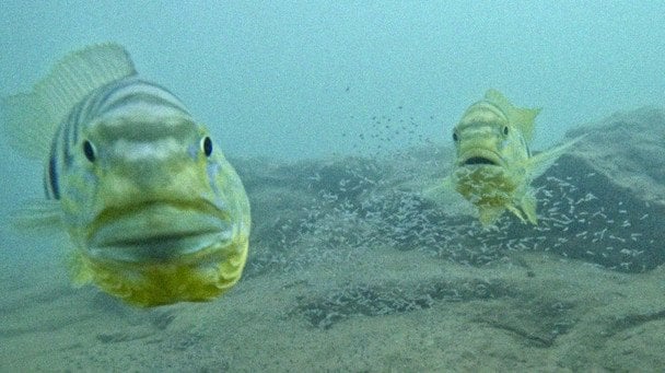 Не дивіться в очі рибам: вчені пояснили, чому цихліди атакують людей
