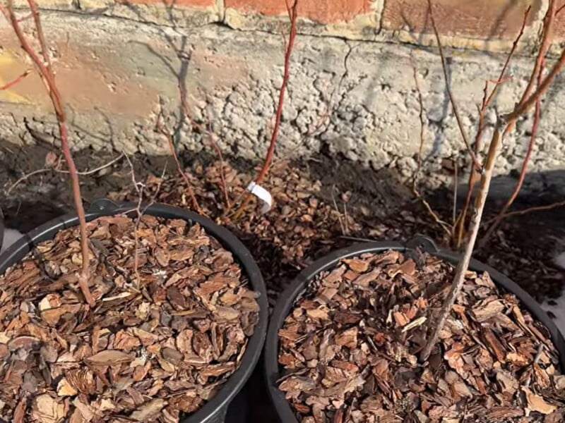 На початку березня приберіть ці гілки з куща – і лохина завалить урожаєм. Головні правила обрізання