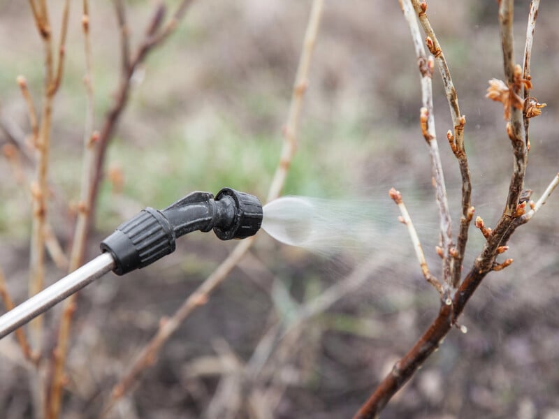 Знищить усіх шкідників. Названо найефективніший засіб для першого оброблення саду