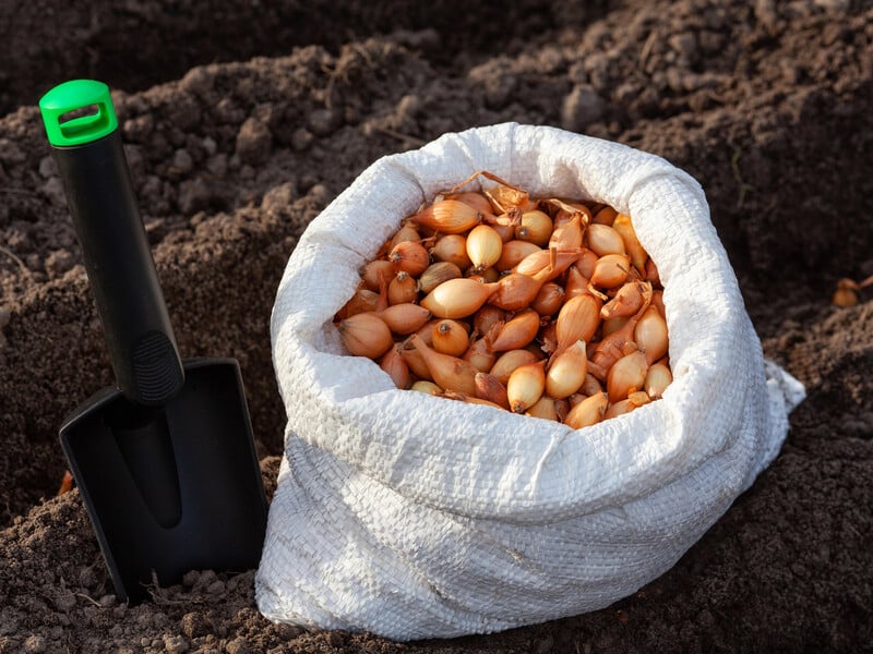 Зробіть це за три тижні до саджання – і цибуля завалить урожаєм. Секрет, як уникнути стрілок