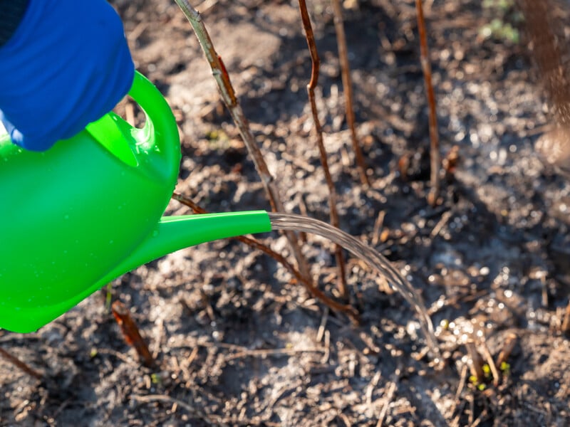 Найефективніший розчин для підживлення малини. Український селекціонер поділився секретом