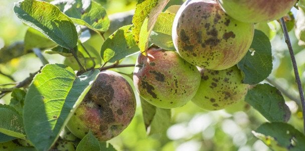 Чим обробити яблуні та груші у березні від парші