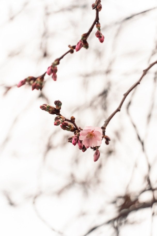 У Мукачеві розпустилася «шалена» сакура: коли почнеться масове цвітіння (фото)