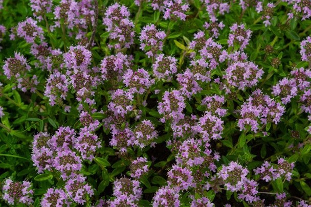 8 рослин, які замінять мульчу: як зупинити бур’яни та зберегти вологу в саду