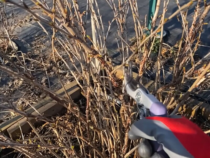 Обріжте в березні ці гілки – і аґрус обов'язково дасть щедрий урожай великих і солодких ягід