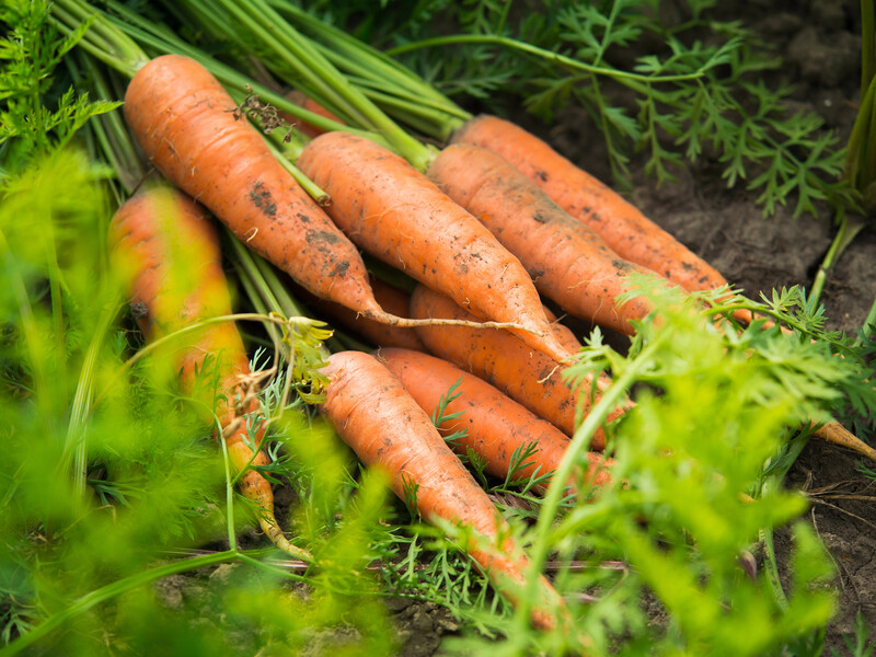 Посійте моркву в ці березневі дні – і втомитеся збирати врожай. Городник розповів усі тонкощі