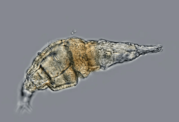 Вчені відкрили організм, якому не страшна радіація: витримує у 1000 разів більше, ніж людина