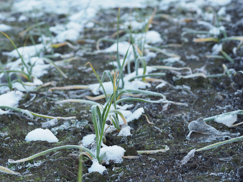 На початку березня негайно зробіть це з озимим часником – інакше врожаю не дочекаєтеся