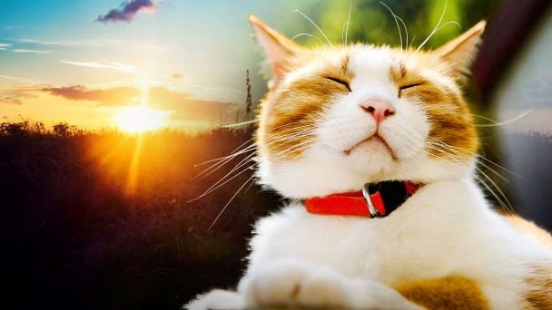 Аномальне тепло та загроза пожеж: у яких областях очікувати до +19, а де буде найхолодніше