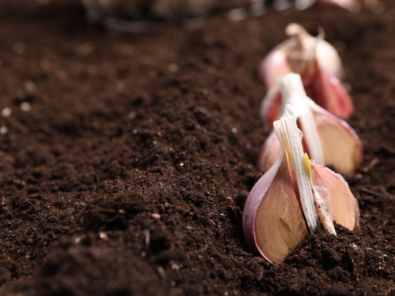 Без цього підживлення не варто чекати щедрого врожаю часнику. Названо просте добриво