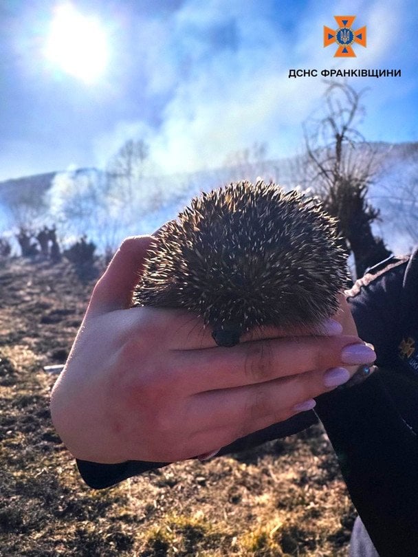 Заціпенів від страху: щемлива історія порятунку їжачка, який опинився у вогневій пастці