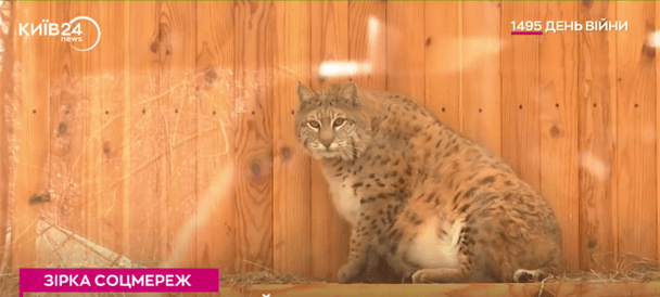 Рись Степан з Київського зоопарку так і не схуд: який вигляд має тварина