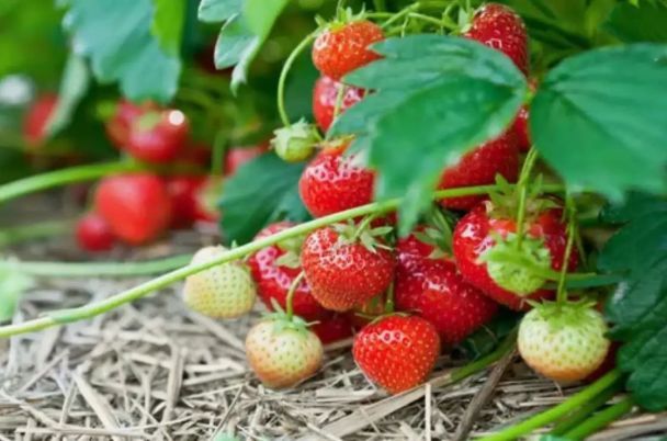 Які найсолодші сорти полуниці: їх обов’язково треба посадити цієї весни