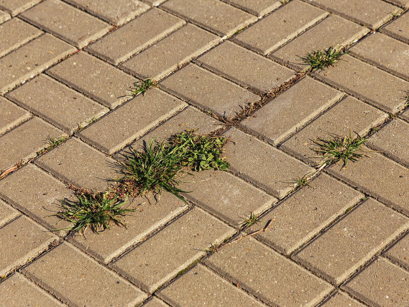 Посипте цим тротуарну плитку – і бур'яни зникнуть до кінця сезону. Простий метод без хімії