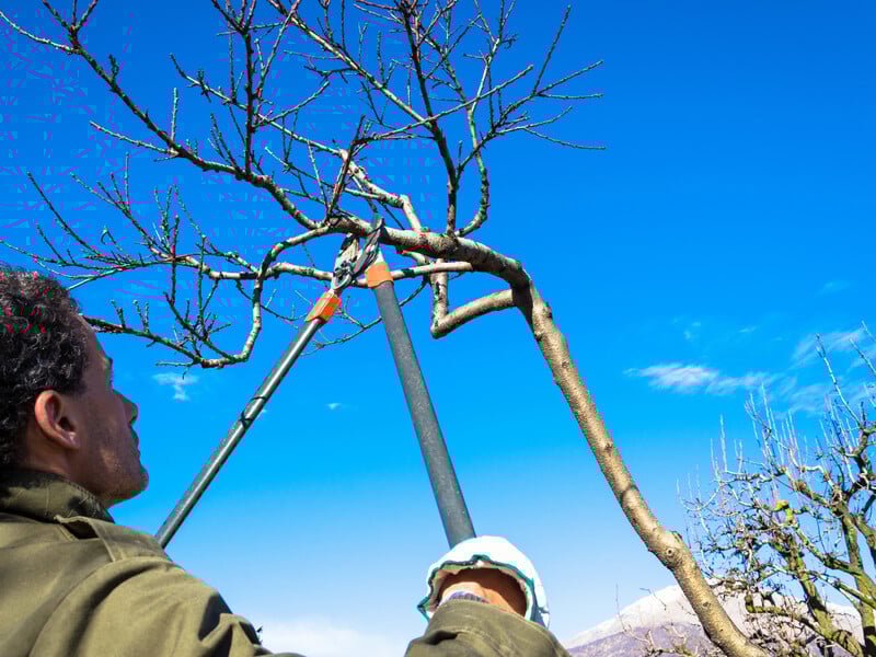 Обрізання персика навесні. Що зробити в березні, щоб дерево вгиналося від плодів