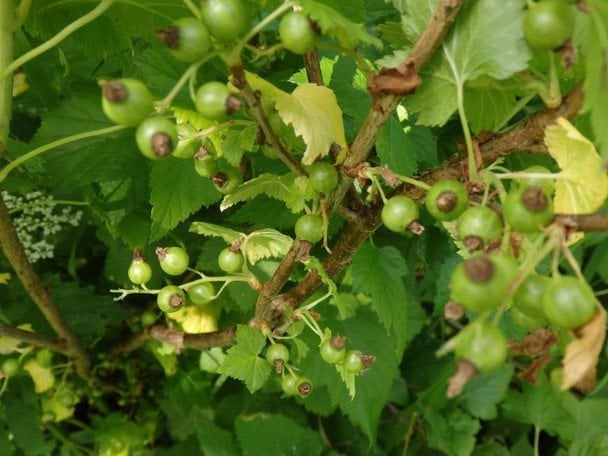 Чим підгодувати смородину навесні: топ 5 засобів